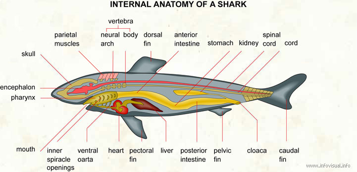 Internal anatomy of a shark
